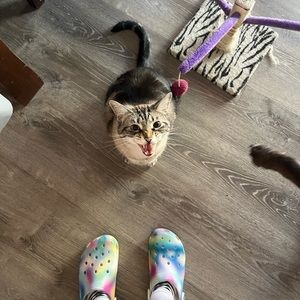 Meet your Posher, Lyla